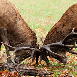 Red deer stags taking part in deer rutting at Calke Abbey, Derbyshire | © National Trust Images/Dennis Richardson
