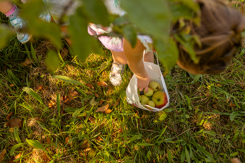 A young visitor gathers apples in the orchards at Cotehele, Cornwall. © National Trust Images/James Beck
