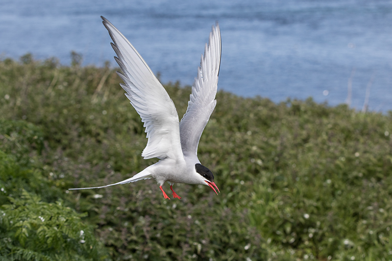 An arctic tern in flight on the Farne Islands, Northumberland. © National Trust Images/Richard Scott
