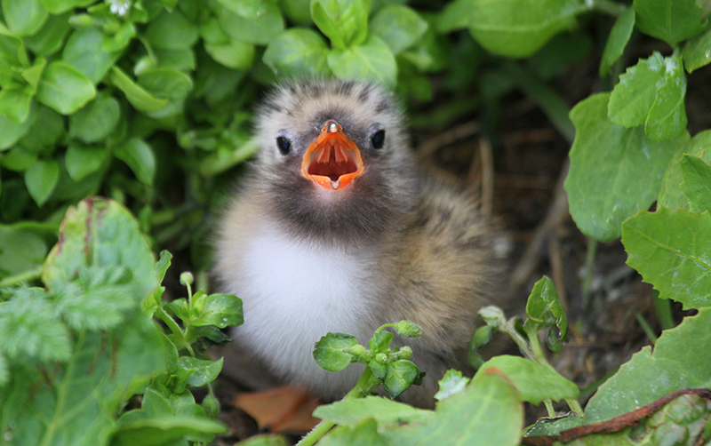 Arctic Tern chick on the Farne Islands, Northumberland. © National Trust Images/Douglas Holden