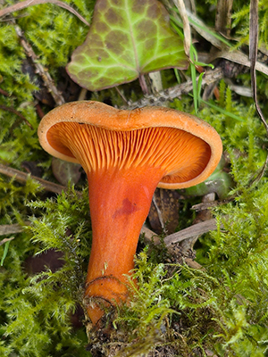 Hygrophoropsis aurantiaca (False chanterelle) at Mount Stewart. © National Trust