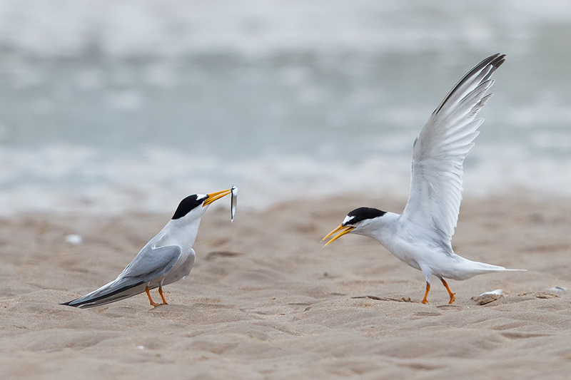 Little Terns at Long Nanny in Northumberland. © Gary Woodburn