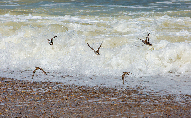 Little tern colony at Blakeney Point, Blakeney National Nature Reserve, Norfolk. © National Trust Images/Ian Ward