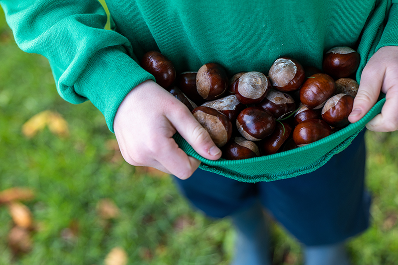 Fewer and smaller conkers have been reported at some Trust places. © National Trust Images/Rob Coleman